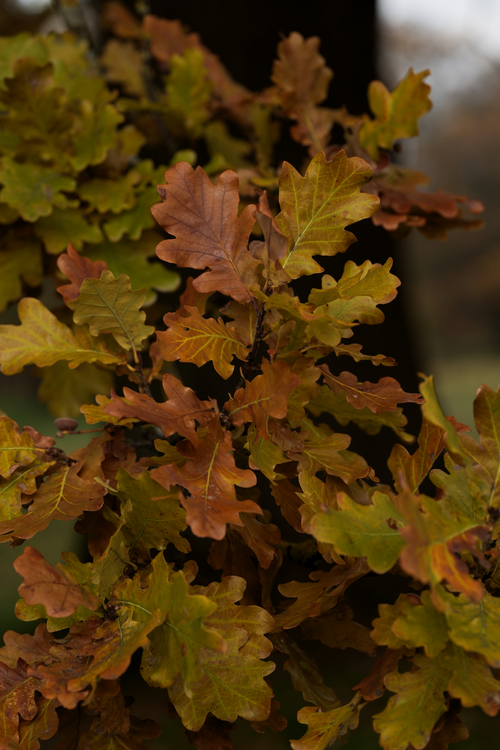 Free Detailed view of oak leaves displaying vibrant autumnal colors, capturing the essence of fall. Stock Photo