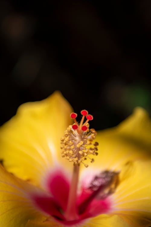 Gratis lagerfoto af blomst, Hibiscus