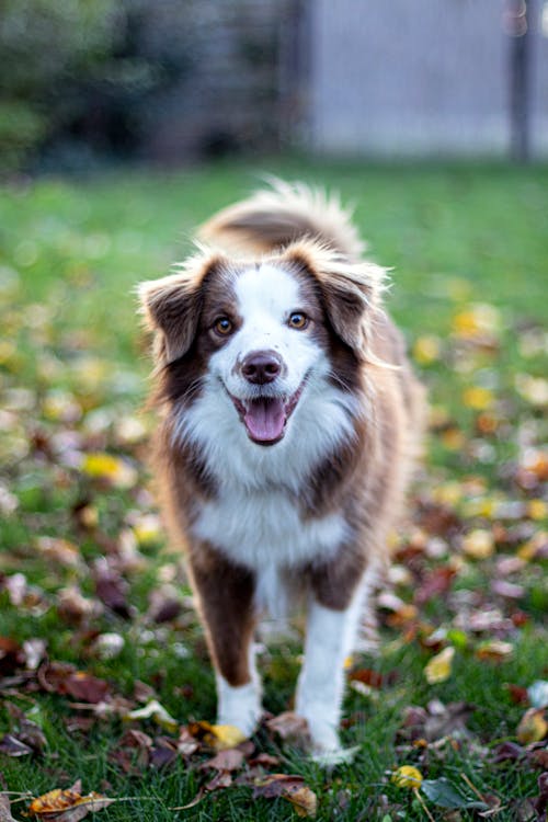 Free Cute Dog Looking At The Camera Stock Photo