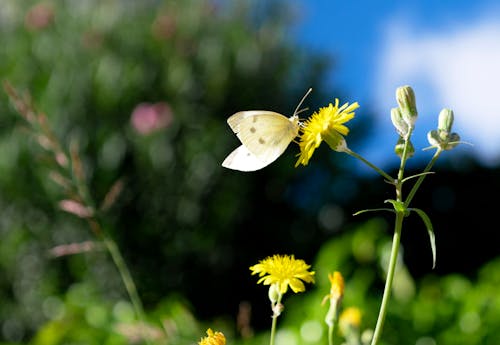 Photos gratuites de fleurs, insectes, lépidoptères