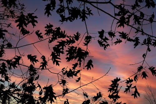 Leaves on Branches at Sunset