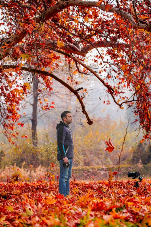 Foto d'estoc gratuïta de arbre, bellesa, brillant