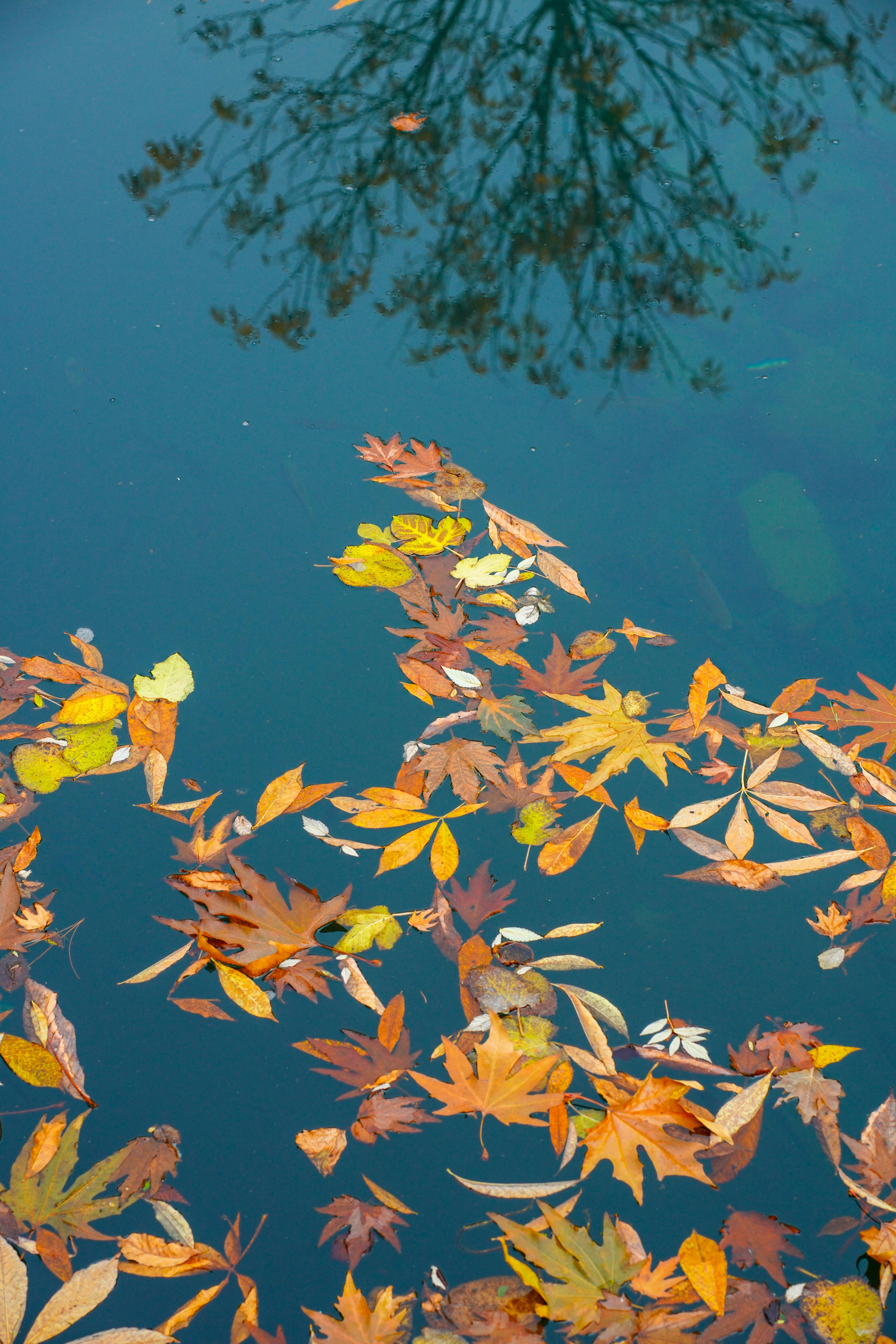 Vibrant autumn leaves float on serene lake with tree reflection.