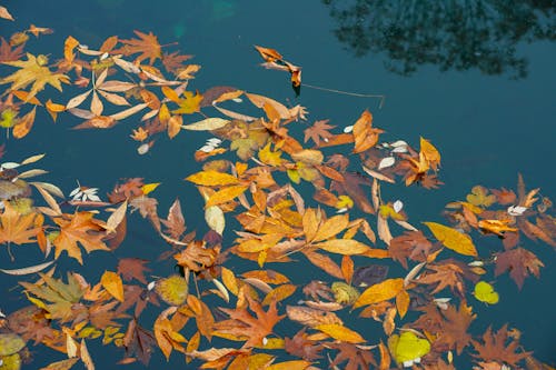 Autumn Leaves Floating on the Water Surface 