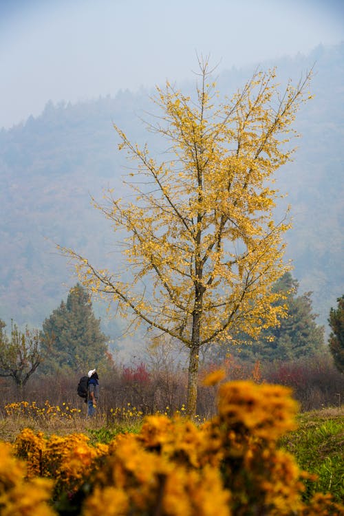 下落, 公園, 冒險 的 免费素材图片