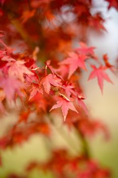 Blurry background highlights vivid autumn maple leaves' intricate textures.