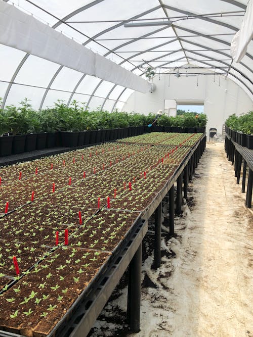 Бесплатное стоковое фото с выращивание каннабиса, марихуана, оранжерея