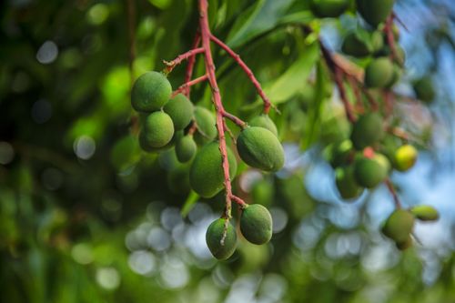 Free Close-up of young, unripe green mangoes hanging from a tree branch in Uganda. Stock Photo