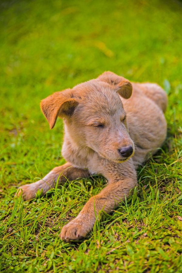 Cute Puppy Relaxing on Grass in India · Free Stock Photo