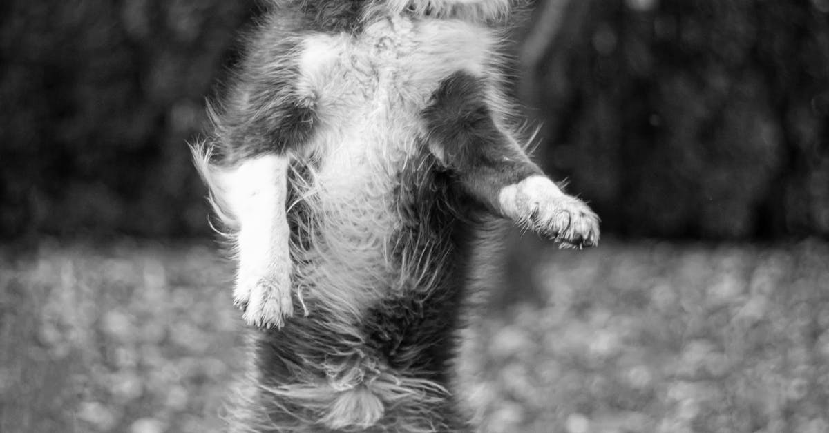 Jumping dog with open mouth