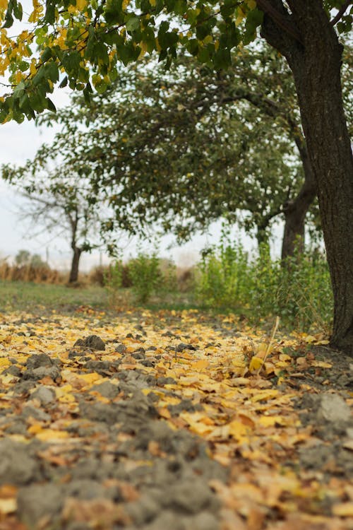 Imagine de stoc gratuită din arbori, iarbă, măcinare