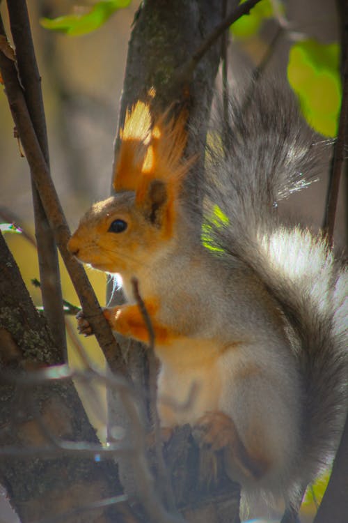 Foto d'estoc gratuïta de esquirol, esquirol gris, esquirol llistat