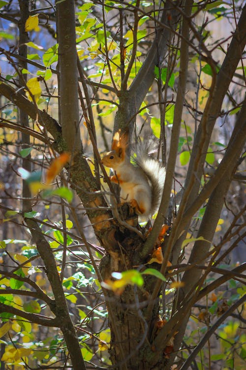 Foto d'estoc gratuïta de esquirol, esquirol de terra, esquirol gris