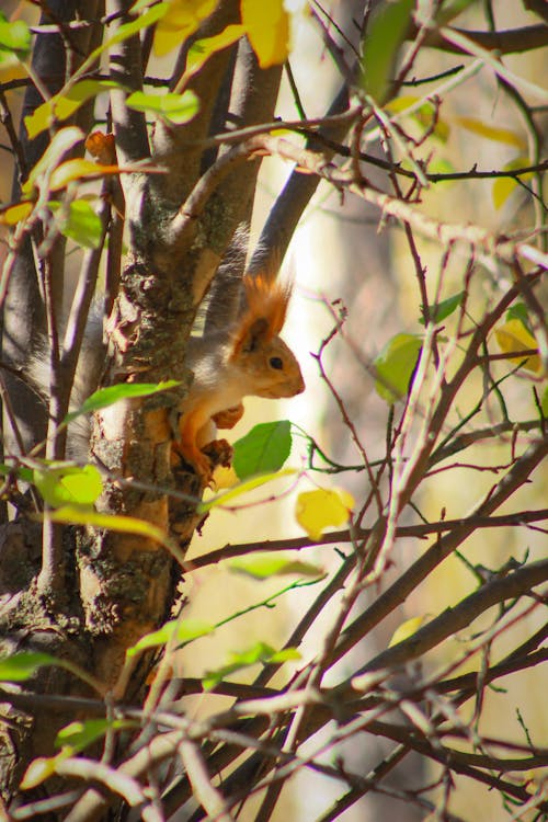 Foto d'estoc gratuïta de esquirol, esquirol gris, esquirol llistat