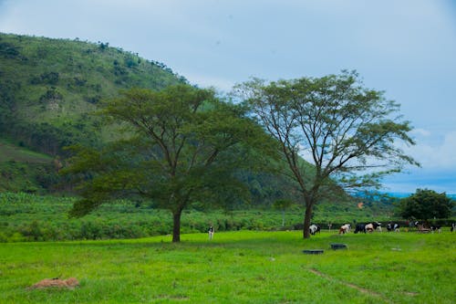 奶牛, 家畜, 樹木 的 免费素材图片