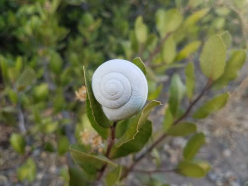 Foto profissional grátis de arbusto, branco, concha de caracol vazia