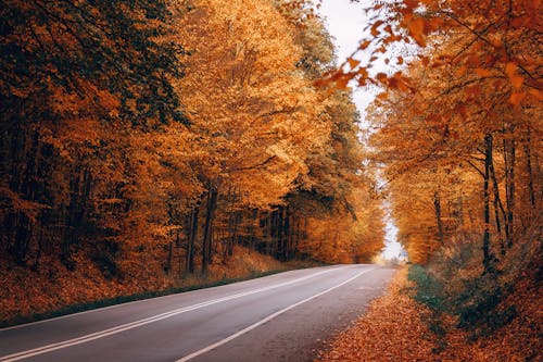 przyroda, 가을, 거리의 무료 스톡 사진