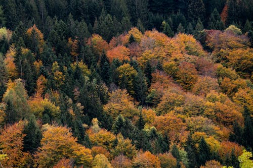 가을, 다채로운, 떨어지다의 무료 스톡 사진