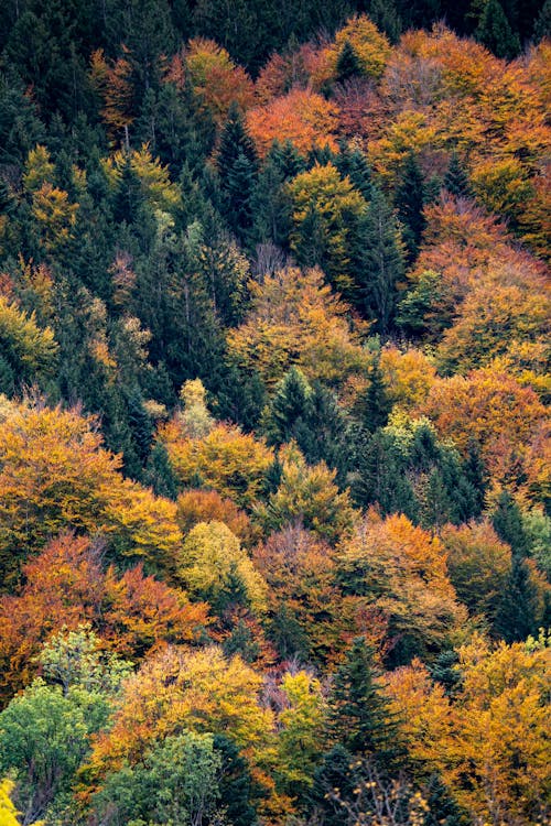 Imagine de stoc gratuită din arbori, caderea, codru