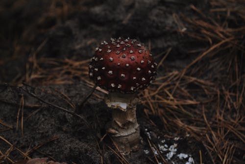 Close up of Mushroom