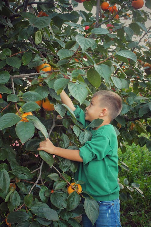 Foto stok gratis anak, anak laki-laki, buah