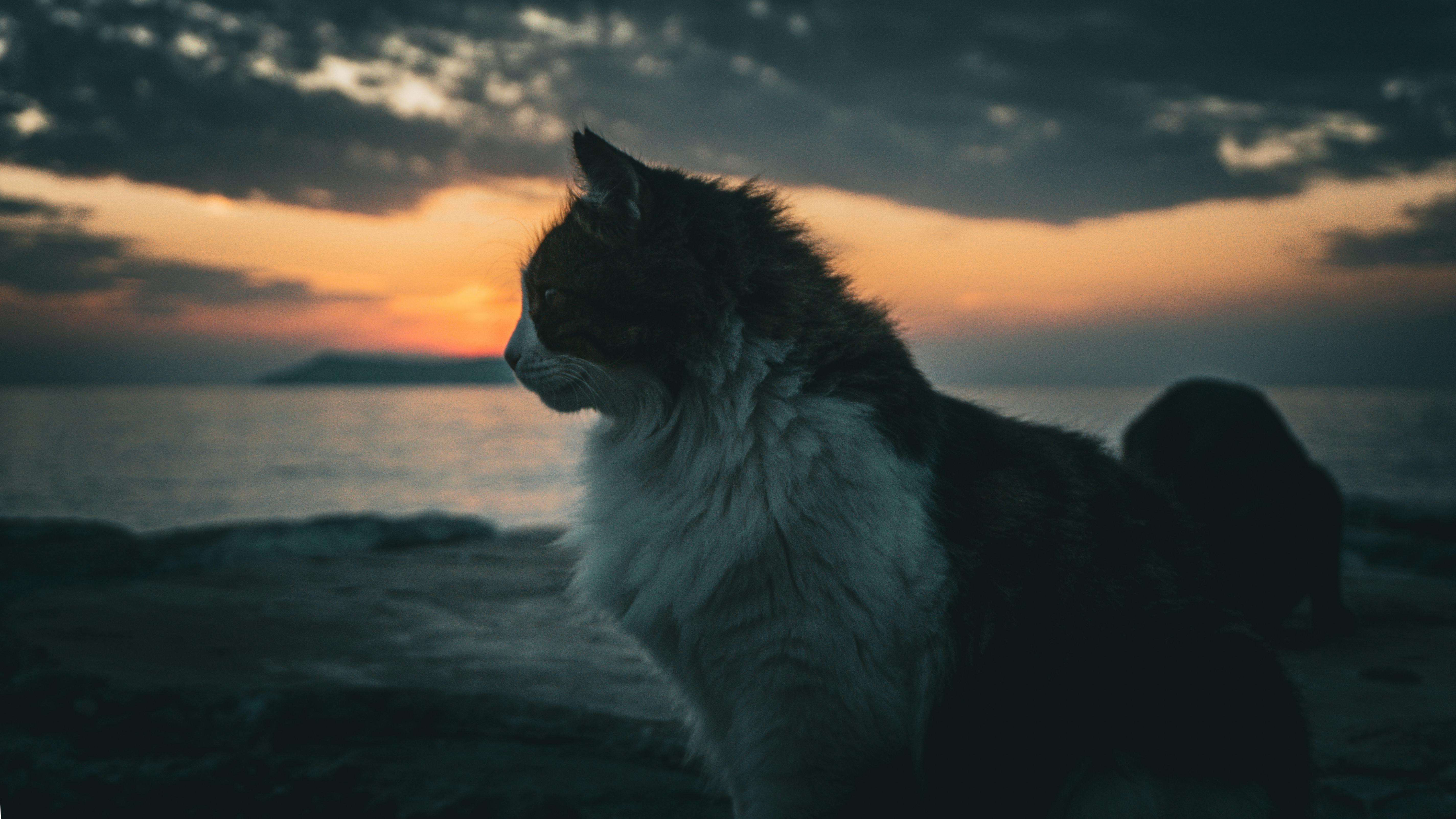 Pin by mer on sky | Cat aesthetic, Cute cats and dogs, Cute cats photos, image size:1260x709