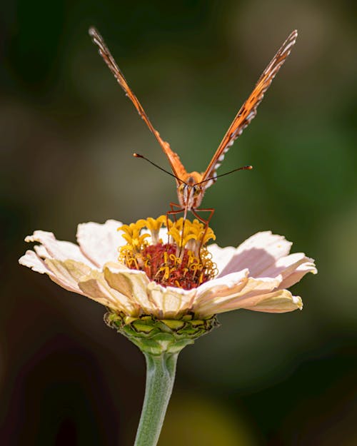 Immagine gratuita di farfalla, fiore, focus selettivo