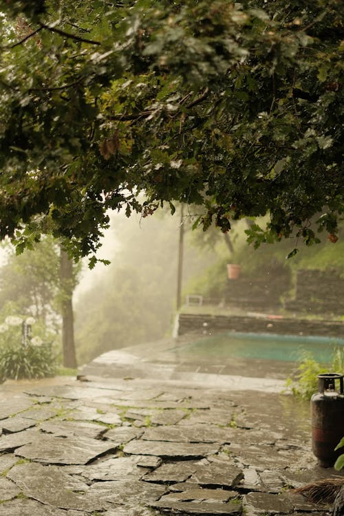 Darmowe zdjęcie z galerii z deszcz, drzewo, kostka brukowa