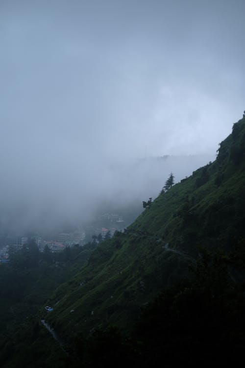 Darmowe zdjęcie z galerii z drzewa, góra, mgła