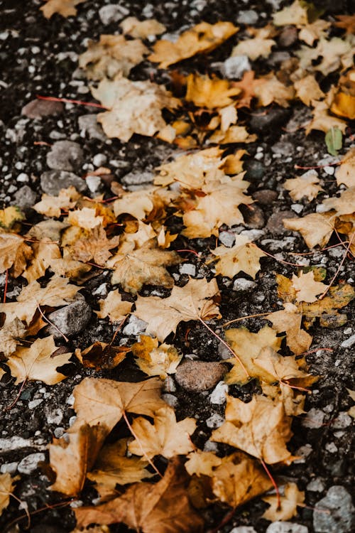 Fallen Leaves on Ground