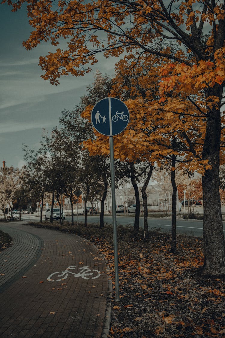 Footpath And A Cycling Track In A Park