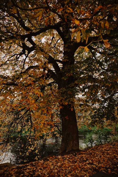 Imagine de stoc gratuită din arbore, cădere, cu frunze căzătoare