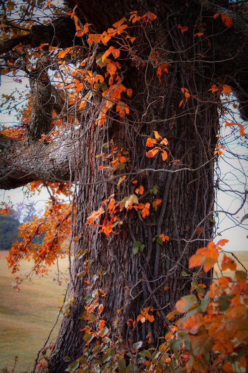 Бесплатное стоковое фото с дерево, листопад, оранжевые листья