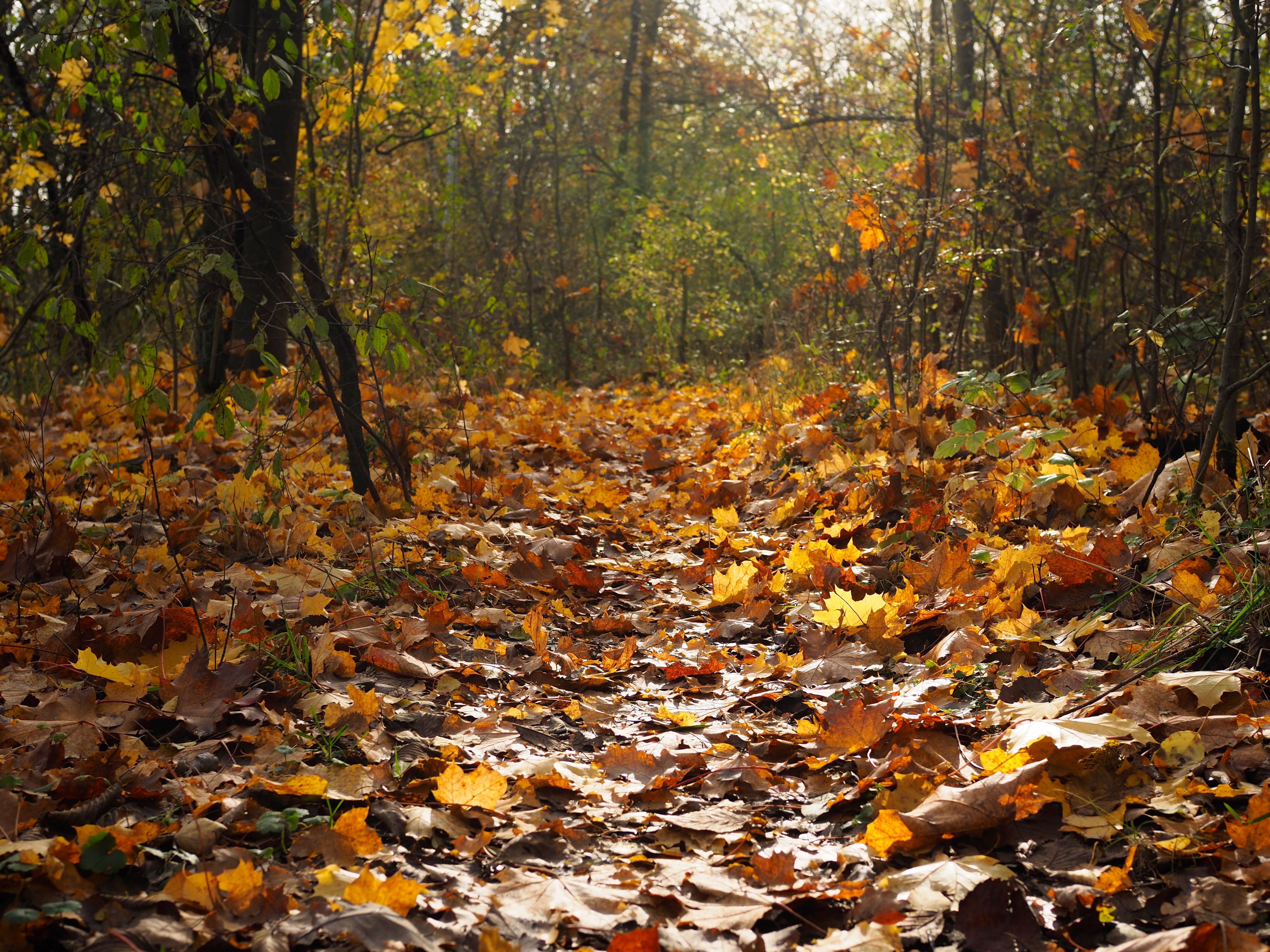 27K forested acres in western Maine are now protected for outdoor recreation — Photo by Mateusz Chodakowski on Pexels