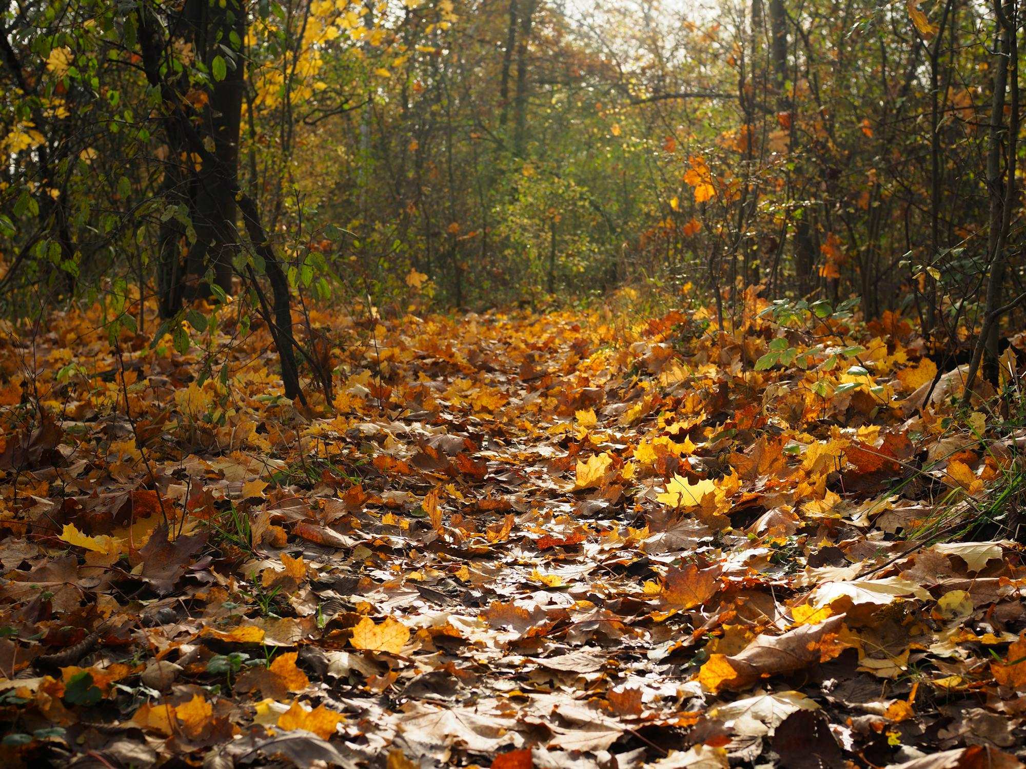 Colorful Footpath in Forest in Autumn · Free Stock Photo