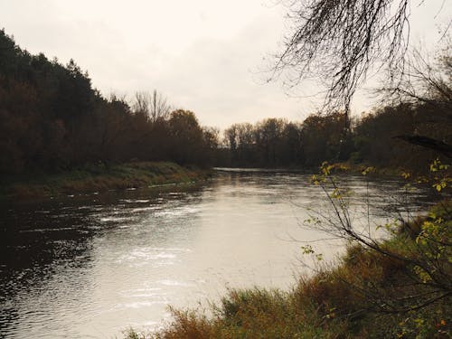 Foto d'estoc gratuïta de caure, corba del riu, natura