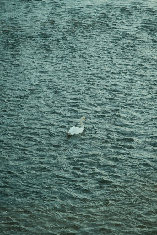 Swan Swimming in a Lake 