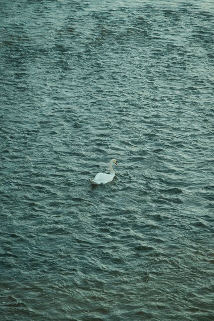 A serene swan gracefully swimming on the textured surface of a tranquil lake.