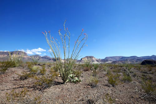 Plants in Arid Countryside