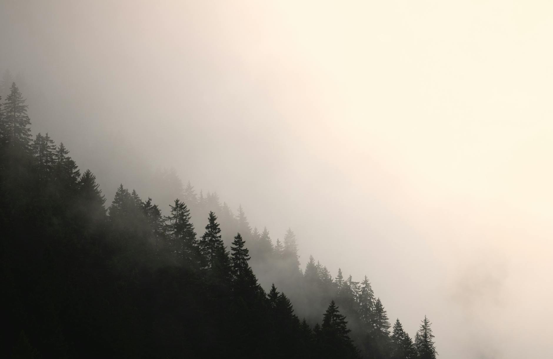 A foggy forest with trees and fog