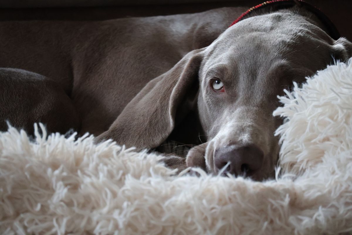 Weimaraner – hundras