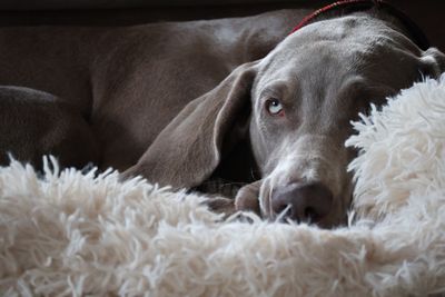 Weimaraner – hundras