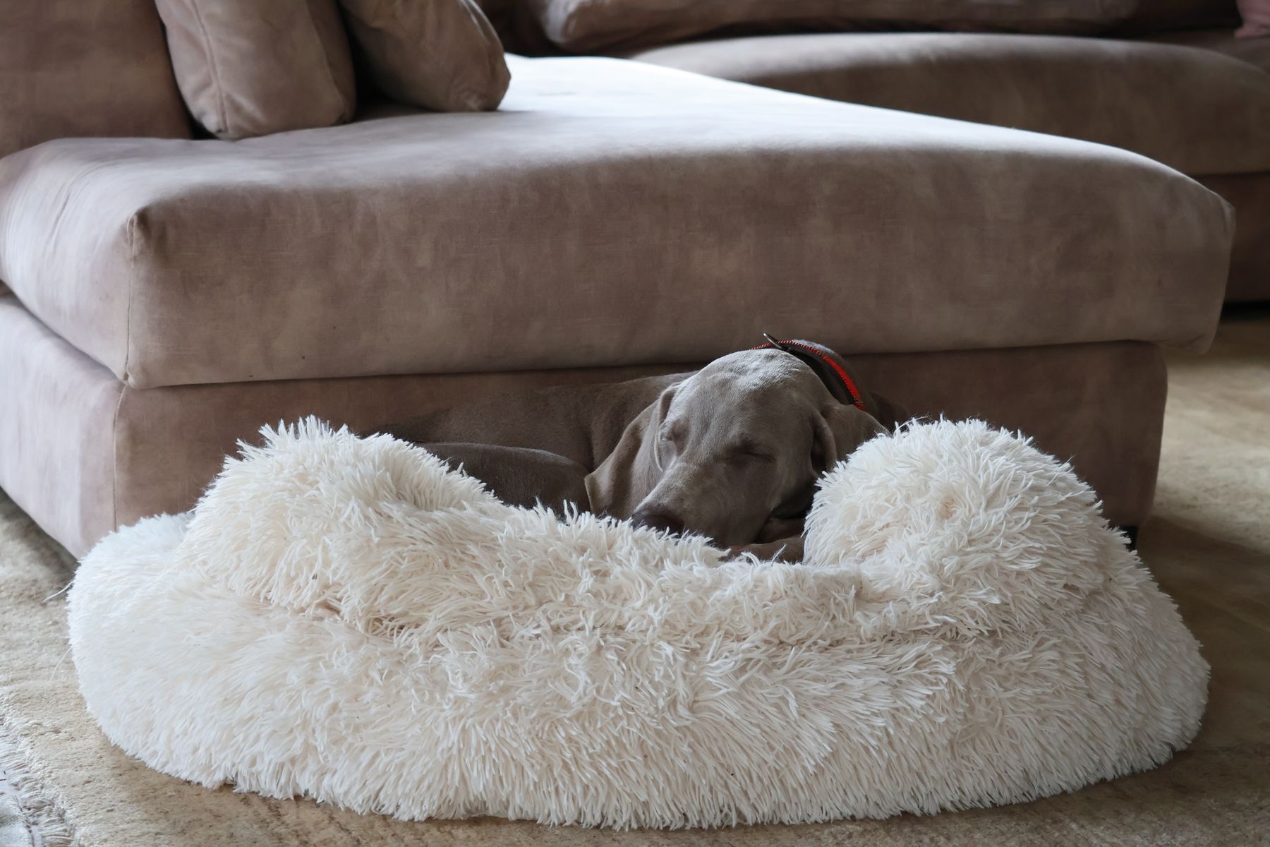 Washable Plush Dog Bed