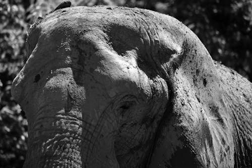 African Elephant in Black and White 