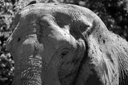 African Elephant in Black and White 