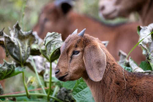 Foto stok gratis agrikultura, bayi kambing, bidang
