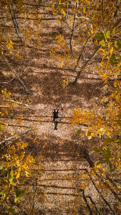 Imagine de stoc gratuită din arbori, cădere, codru