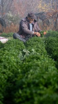 Senior man tending to leafy greens in rural Çeltikçi, showcasing traditional agriculture.