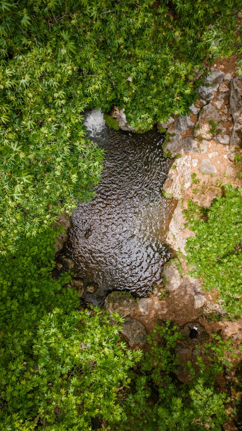 Top View of a Body of Water in the Forest