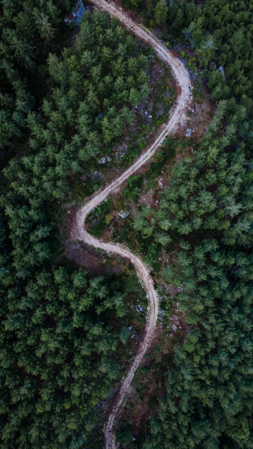 Top View of a Winding Road in the Forest 